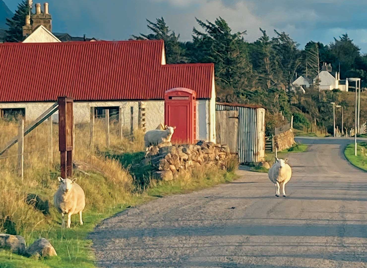 achiltibuie post office with sheep